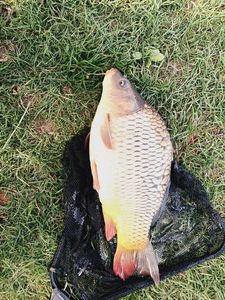 Common Carp