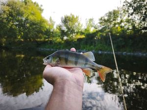 European Perch