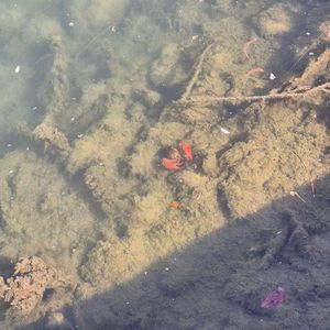 Noble Crayfish