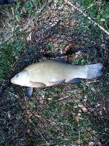 Tench