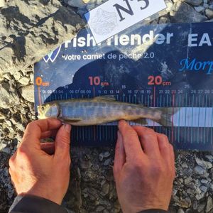Arctic Char