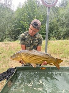 Common Carp