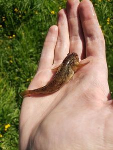 Round Goby