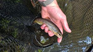 Brown Trout
