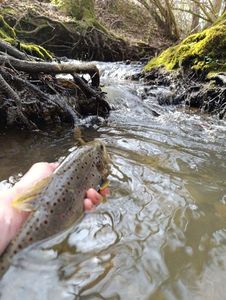 Brown Trout