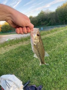 Largemouth Bass
