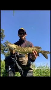 Northern Pike