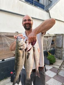 European Bass (Seabass)