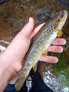 Brown Trout