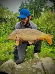 Common Carp