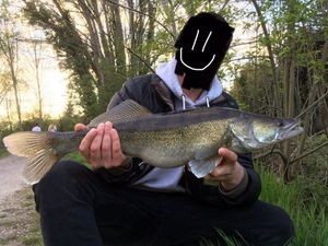 Zander