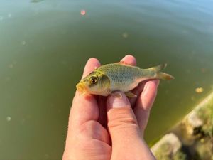 Ghost Carp