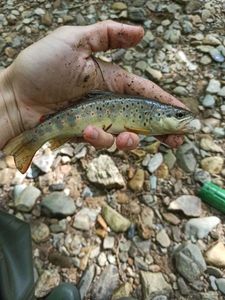 Brown Trout