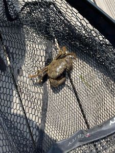 Warty Crab