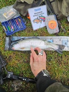 Rainbow Trout