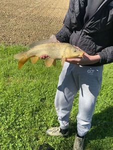Common Carp