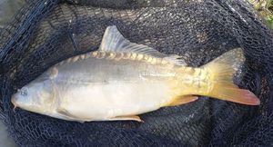 Mirror Carp