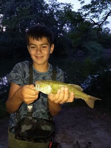 Largemouth Bass