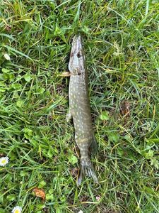 Northern Pike