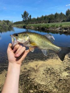 Largemouth Bass