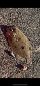 European Flounder