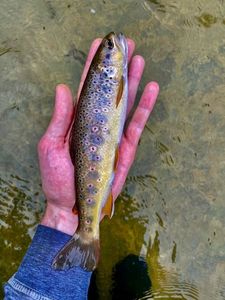 Brown Trout