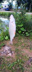 Tench