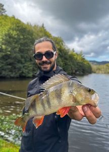European Perch