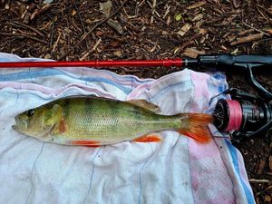 European Perch