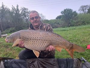 Common Carp