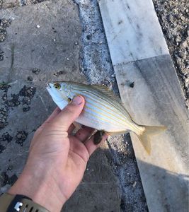 Salema