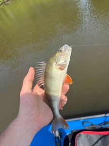 European Perch
