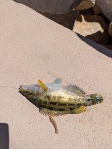 Mediterranean Rainbow Wrasse