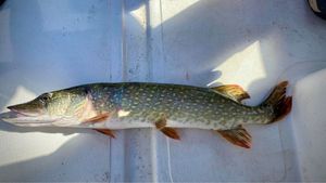 Northern Pike