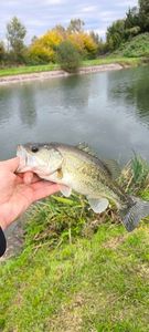 Largemouth Bass