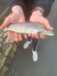 Brown Trout