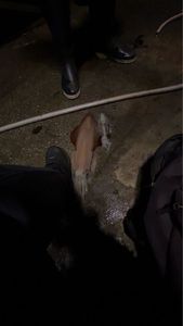 European Squid