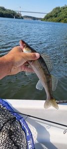 Zander
