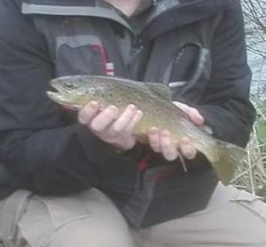 Brown Trout