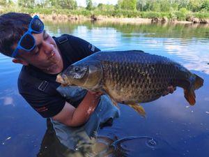 Common Carp