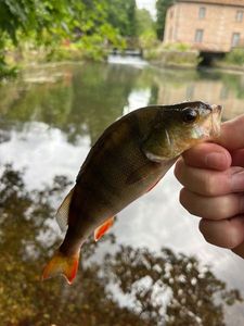 European Perch