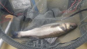 European Bass (Seabass)
