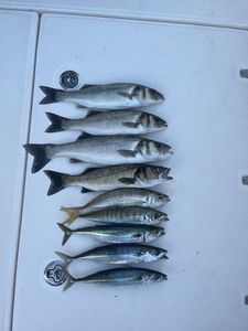 Cape Horse Mackerel