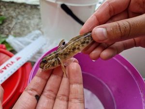 Round Goby