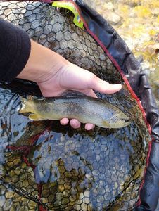 Brown Trout