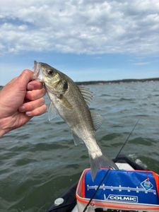 European Bass (Seabass)