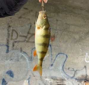 European Perch