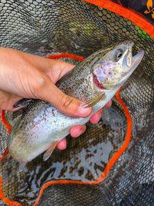 Rainbow Trout