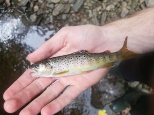 Brown Trout