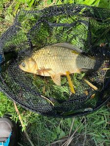 Crucian Carp